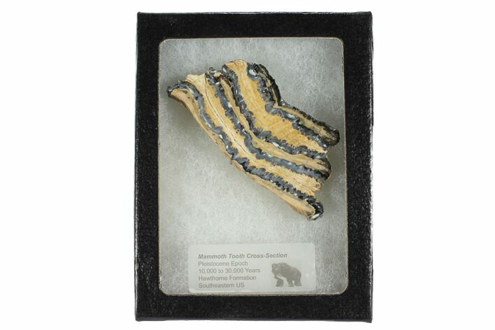 Mammoth Molar Slice With Case - South Carolina #99534